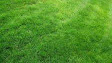 Трава газонная Шедоу 10 кг теневой