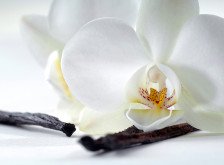 Фотопанно Б1-321 Орхидея и ваниль 2,00х1,47м Divino Decor