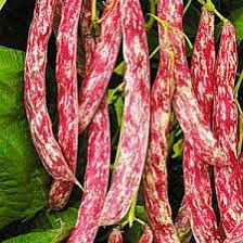 Семена Фасоль вьющаяся Ламбада (А) (ЛМС) (Поиск)