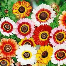 Семена Хризантема килеватая Смесь окрасок (Поиск)