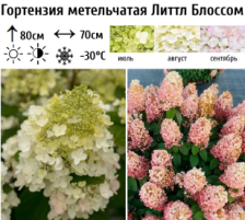 Гортензия метельчатая Литтл Блоссом С:5
