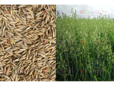 Трава Овес 0,75кг