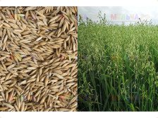 Трава Овес 0,75кг