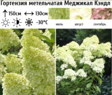 Гортензия метельчатая Мэджикал Кэндл С:5