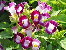 Семена Торения Мармелад Малиновый 5шт (Поиск)