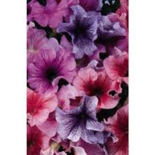 Семена Петуния грандифлора Дэдди микс (Поиск)