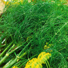 Семена Укроп Гладиатор (А) (Поиск)