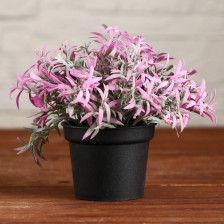 Дерево иск Бонсай в горшке Травушка 7х10см 5201893