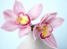 Фотопанно С-320 Орхидея 3,00х1,47м Divino Decor