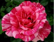 Роза чайно-гибридная Пинк Интуишн Садовита (в тубе)