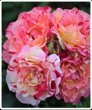 Роза флорибунда Камил Писсаро Садовита (в тубе)