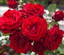 Роза спрей Рэд Сенсейшн Садовита (в тубе)