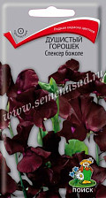 Семена Душистый горошек Спенсер Божоле (Поиск)