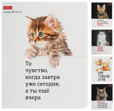 Тетрадь 48 л Hatber клетка Котоюмор 7716