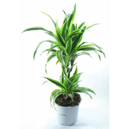 Растение комнатное Драцена Фрагранс Лемон Лайм D:12