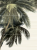 Панно (50х74,7) Дель маре PWU09DLM3 (комплект из 3 плиток) пальма (Уралкерамика)