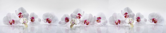 Фартук кухонный (0,6х3,0) Цветочная мечта-33 Светлые орхидеи (АБС)