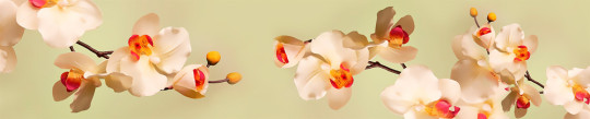 Фартук кухонный (0,6х3,0) Цветы-65 Нежные орхидеи (АБС)
