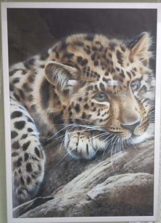 Картина 500х700 Леопард (алюминиевая рамка)
