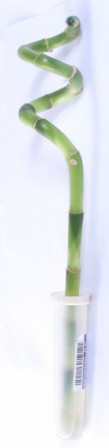 Растение комнатное Бамбук Лаки спираль/прямой в пробирке 