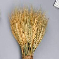 Букет сухоцветы Снопик, пшеница 40453