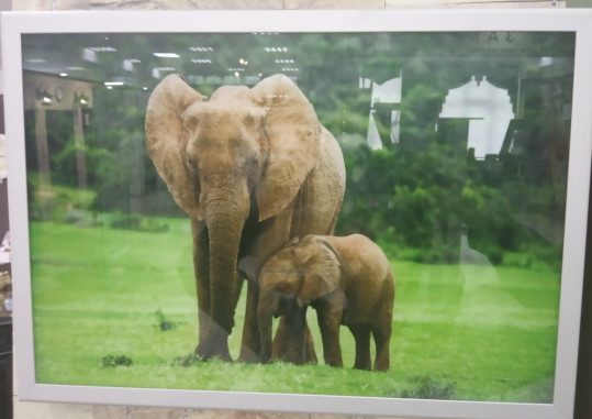 Картина 500х350 Слоны (алюминиевая рамка)