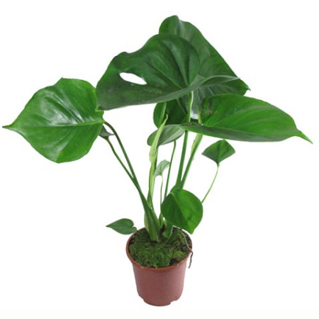 Растение комнатное Монстера D:15 