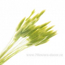 Букет сухоцветы Лагурус 68см, 40шт зеленый 0039-I03