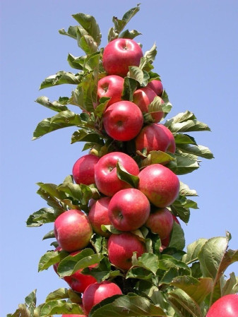 Яблоня колоновидная Пьедестал V7,5-10л